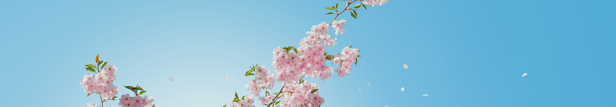 tree branches with pink flowers