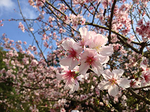 Pink flowers tree